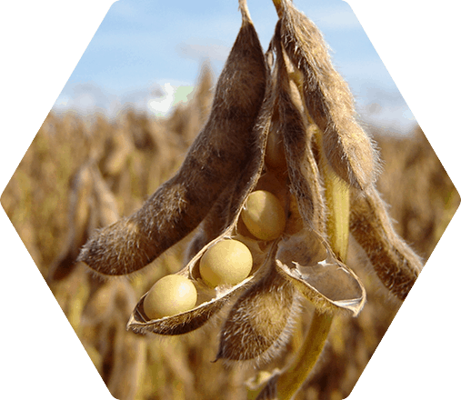 Fertimacro traz aumento na cultura de soja