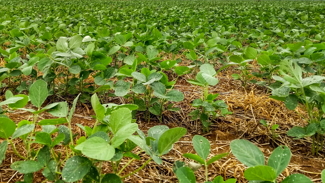 Efeito da aplicação do fertilizante Fertimacro na produtividade da soja