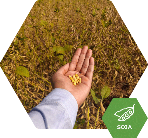A produção de sacas de soja aumenta em 12,2 por hectare