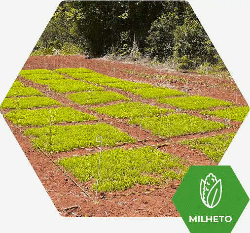 Fertimacro - Fertilizantes - Milheto