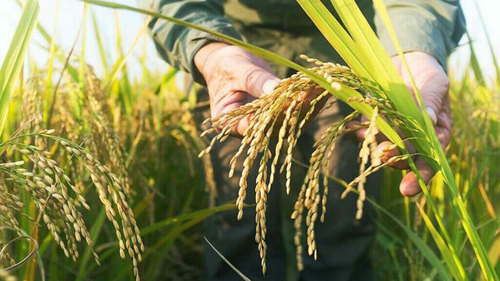 Saiba quais as expectativas da safra de arroz para 2021