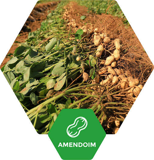 Amendoim no Brasil | Fertimacro Fertilizantes - Óxidos de cálcio e magnésio